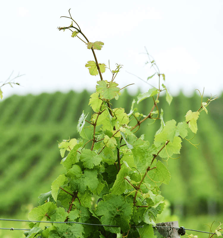 Penfolds grapes